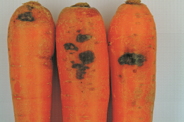 Symptôme de tache noire liée à Cylindrocarpon sp. sur carotte